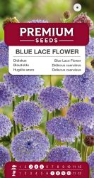Blue Lace Flower Seed